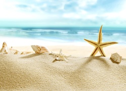 Muszelki i rozgwiazdy na plaży
