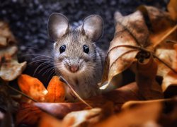 Mysz w liściach