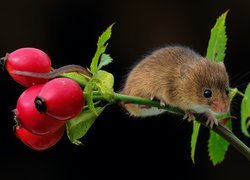 Myszka na gałązce dzikiej róży