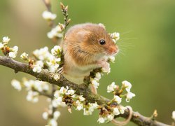 Myszka na kwitnącej gałązce