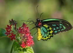 Kolorowy, Australijski, Motyl, Cairns Birdwing, Kwiat, Czerwony