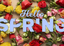 Napis Hello Spring na różach