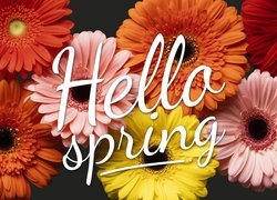 Napis Hello spring na tle gerberów