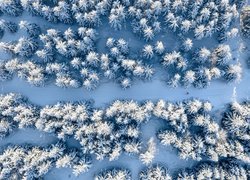 Las, Śnieg, Zima, Narciarz, Z lotu ptaka