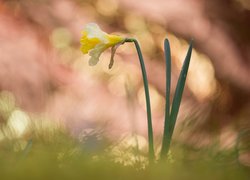 Kwiaty, Narcyz żonkil, Bokeh