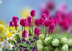 Kwiaty, Tulipany, Narcyzy, Bratki, Kalina koralowa Roseum, Rozmycie