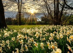 Park, Narcyzy, Promienie słońca, Drzewa, Altana