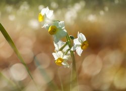 Narcyzy wielokwiatowe, Listki, Bokeh