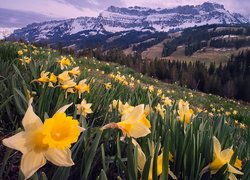 Wiosna, Góry, Alpy Emmentalskie, Dolina Emmental, Łąka, Narcyzy żonkile, Kanton Berno, Szwajcaria