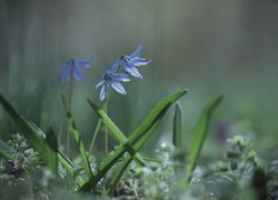Cebulica syberyjska, Zbliżenie, Niebieskie, Kwiaty
