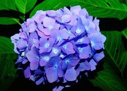 Niebieski, Kwiat, Hortensja, Zbliżenie
