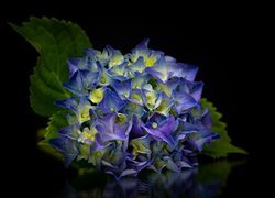 Kwiat, Hortensja, Niebieska, Liście, Ciemne tło