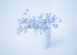 Niebieskie, Kwiaty, Iglica pospolita