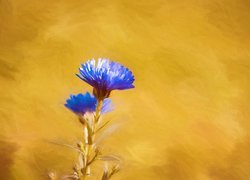 Niebieski, Aster, Grafika