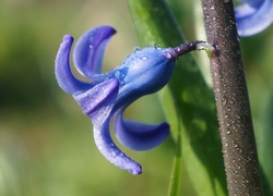 Niebieski hiacynt w kroplach porannej rosy