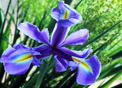 Kwiat, Niebieski, Irys