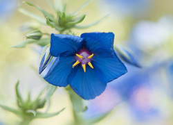 Niebieski, Kwiat, Kurzyślad, Anagallis, Rozmyte tło