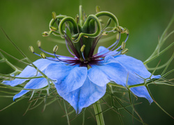 Niebieski kwiat czarnuszki
