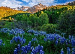 Stany Zjednoczone, Kolorado, Góry, San Juan Mountains, Mount Sneffels, Drzewa, Łąka, Łubin