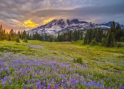 Niebieski łubin na łące w Parku Narodowym Mount Rainier o zachodzie słońca