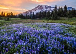 Niebieski łubin na łące w Parku Narodowym Mount Rainier