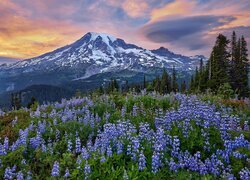 Góry, Łąka, Niebieskie, Łubiny, Drzewa, Stratowulkan, Mount Rainier, Park Narodowy Mount Rainier, Stan Waszyngton, Stany Zjednoczone