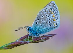 Owad, Motyl, Modraszek ikar, Roślina