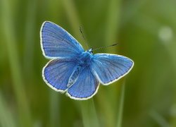 Niebieski, Motyl, Modraszek ikar, Zielone, Tło