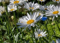 Niebieski motyl na margerytkach