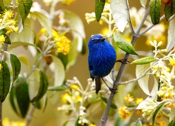 Niebieski ptak na kwitnącej gałązce