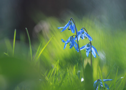 Niebieskie, Kwiaty, Cebulice Syberyjskie