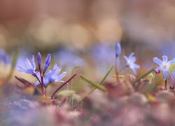 Niebieskie delikatne kwiatki śnieżnika