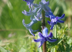 Niebieskie, Kwiaty, Hiacynt