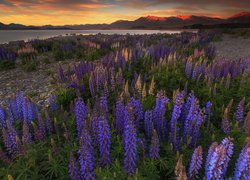 Nowa Zelandia, Góry, Zachód słońca, Jezioro Tekapo, Łąka, Kwiaty, Niebieskie, Fioletowe, Łubiny