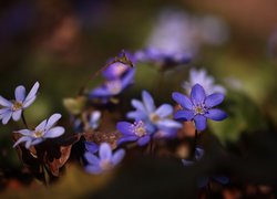 Niebieskie i liliowe przylaszczki