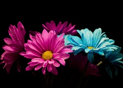Niebieskie i różowe kwiaty na ciemnym tle