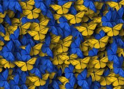 Niebieskie i żółte motylki