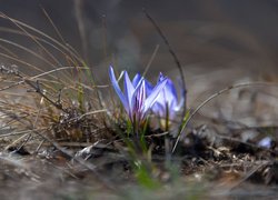 Niebieskie krokusy