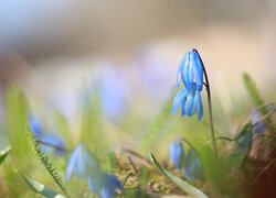 Niebieskie kwiatki cebulicy syberyjskiej w zbliżeniu