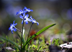 Niebieskie kwiatki cebulicy syberyjskiej z listkami