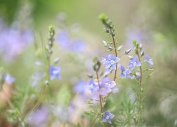 Niebieskie kwiatki przetacznika