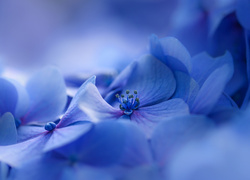 Niebieskie, Kwiaty, Hortensja, Rozmyte tło
