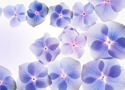 Niebieskie kwiatuszki hortensji