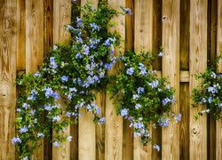 Niebieskie, Kwiatuszki, Ogrodzenie