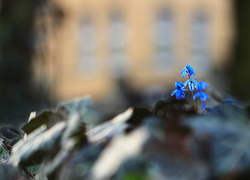 Niebieskie kwiaty cebulicy syberyjskiej