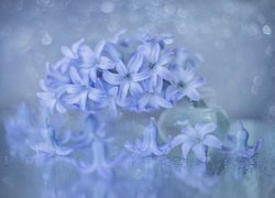 Niebieskie kwiaty hiacyntu