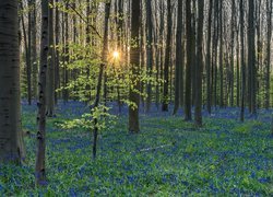 Niebieskie kwiaty i drzewa w promieniach słońca