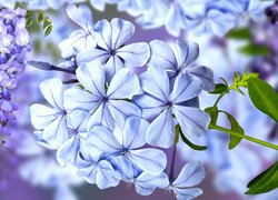 Kwiaty, Niebieskie, Glicynia, Rozmycie, Grafika