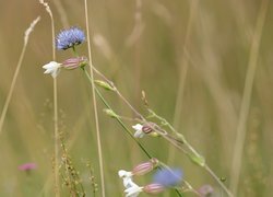 Niebieskie kwiaty i lepnica w zbliżeniu