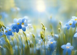 Niebieskie kwiaty i pąki na rozmytym tle